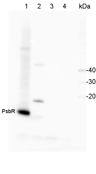 western blot detection using anti-PsbR antibody